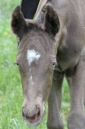 horse