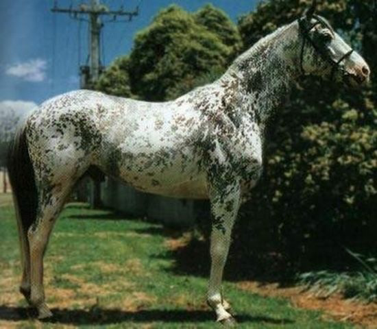 horse